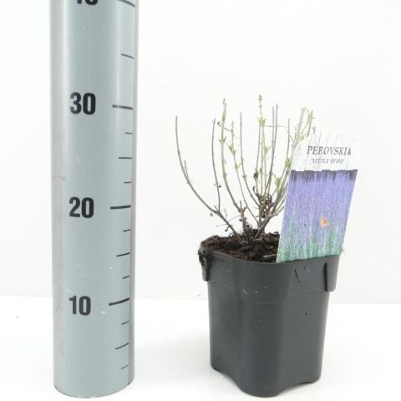 Perovskia 'Blue Spire' - C2